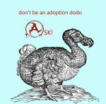adoption dodo