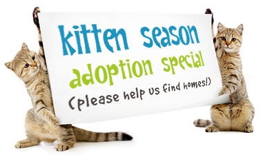 Kitten Adoption Birthmother Emotional Landmind